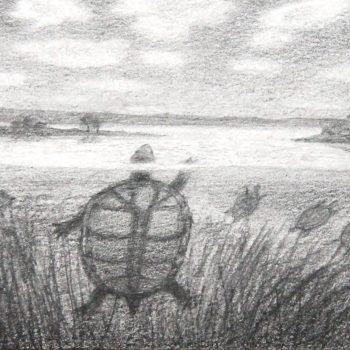 Yarkiny (Western Swamp Tortoise) and Mooro Katta Kings Park